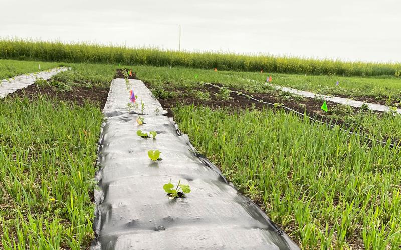 Squash planted in several carefully spaced holes in strip of landscape fabric.