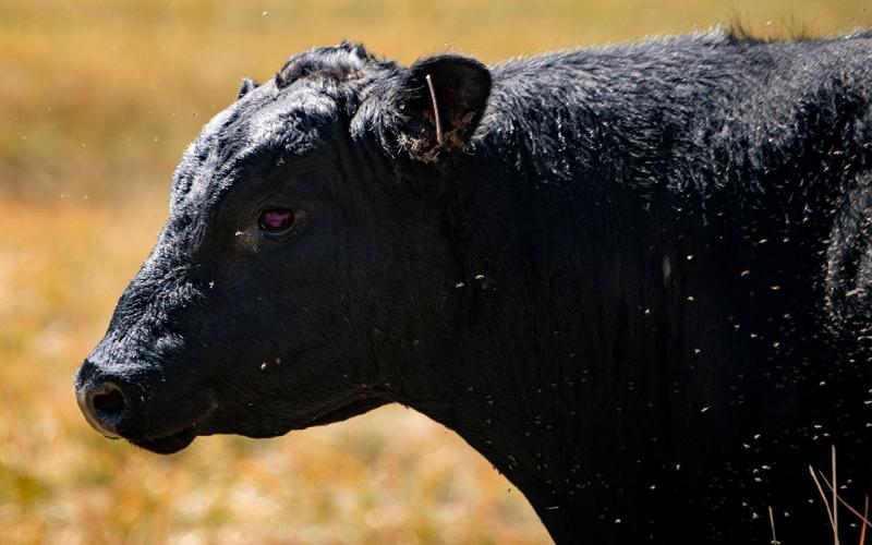 Black angus cow with pinkeye and flies throughout its body.