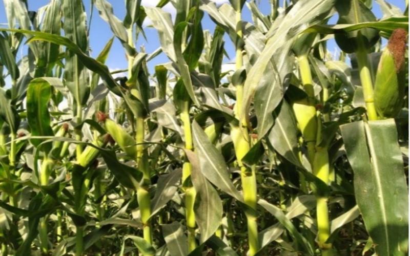 Dark green corn plants without any visual sign of nutrient deficiency symptoms.