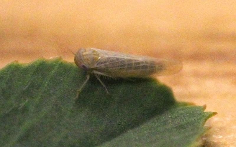 Small pale green leafhopper on a green alfalfa leaf.