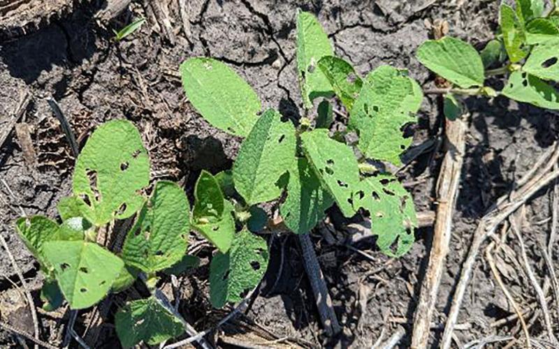 Bean leaf beetle feeding damage on young soybean plants.