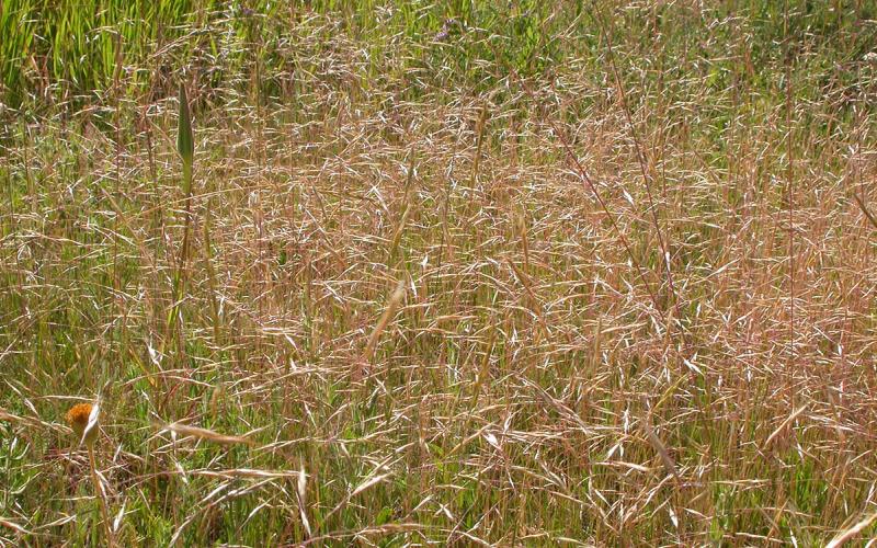 Ventenata grass aggresively spreading throughout rangeland.