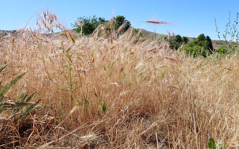 Dense patch of brown, Medusahead grass on rangeland.