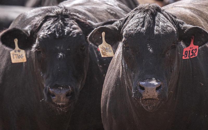 Two black angus cattle exhibiting heat stress symptoms.