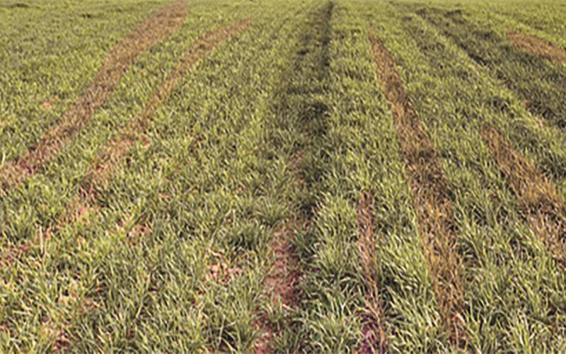 Young wheat plants showing early symptoms of drought stress.