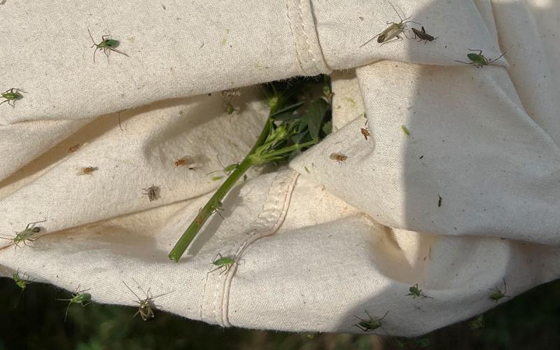 Greenish brown bugs on a white sweep net cloth.