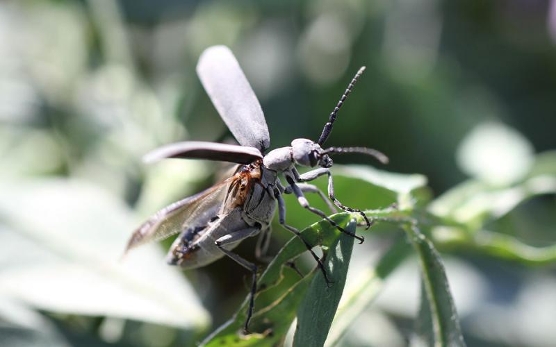 Gray beetle on a green alfalfa leaf.