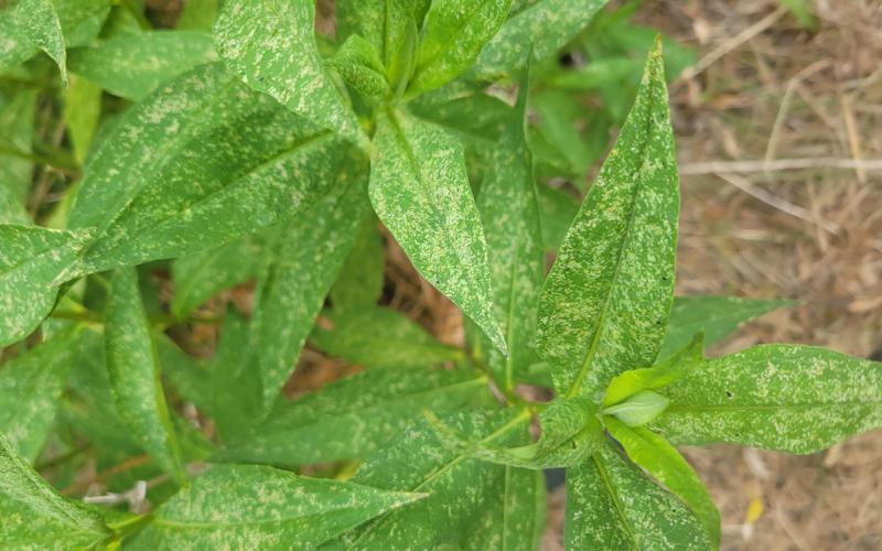 Patch of phlox with white, speckles throughout the leaves due to spider mite feeding.
