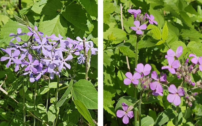 Woodland Phlox and Dame’s Rocket.