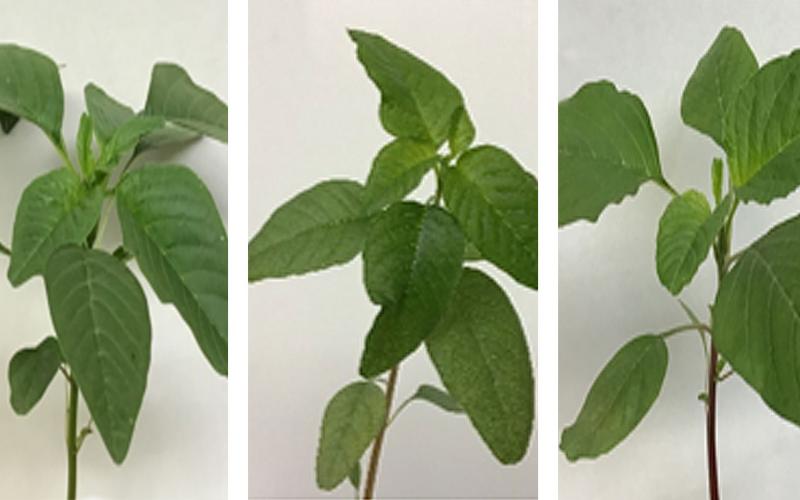 Plant Profiles: Palmer Amaranth, Waterhemp, and Pigweed.