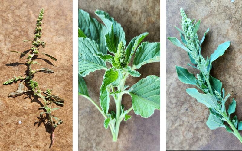 Three green plants that showcase A) waterhemp, B) redroot pigweed, and C) common lambsquarter.