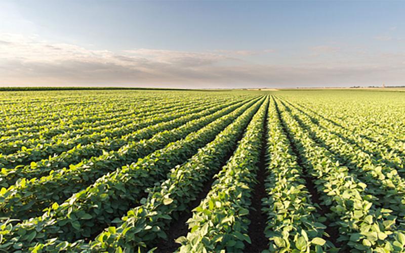 Soybean field in early summer.