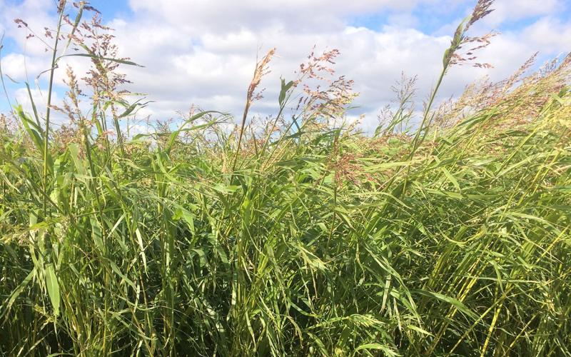 A tall, grassy warm-season cover crop blend grown in South Dakota.