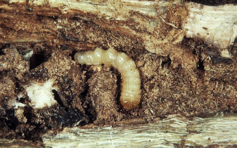 White larvae in brown soybean pith.