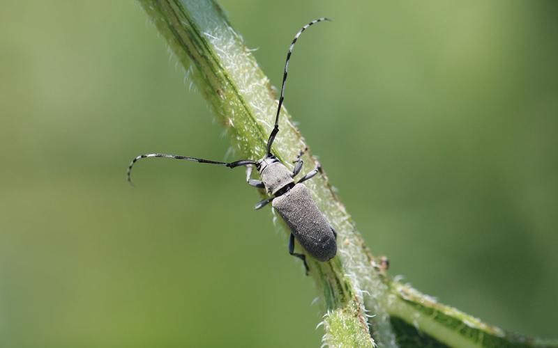 Gray beetle with long antennae that are alternating white and black pattern on green leaf petiole.