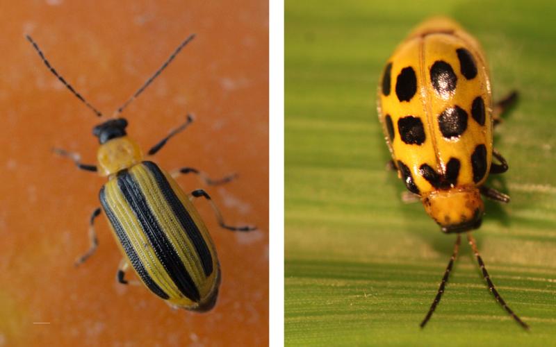 Striped cucumber beetle and spotted cucumber beetle.