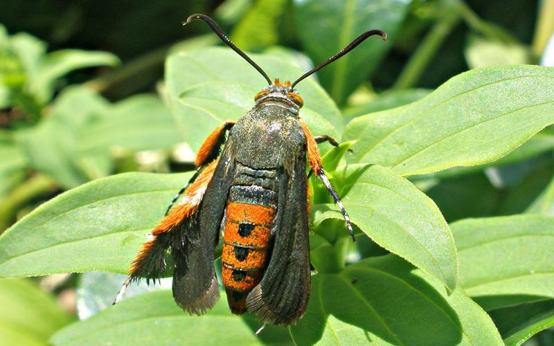 Squash vine borer moth on plant.