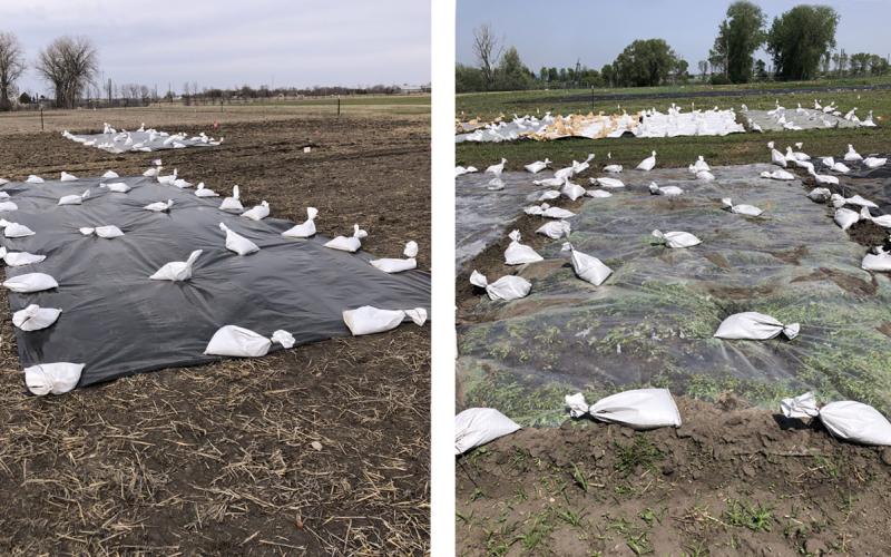 Left: Black silage tarp spread out over a research plot. Right: Clear tarp spread out over a research plot.
