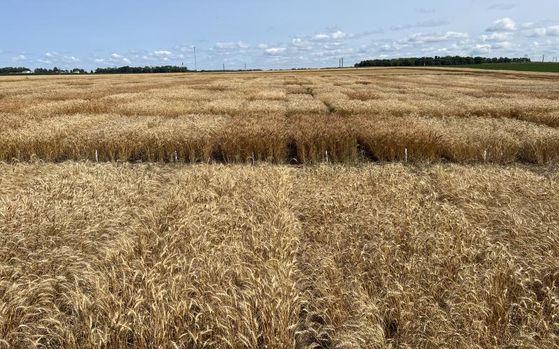 a golden wheat field stands under a light blue sky