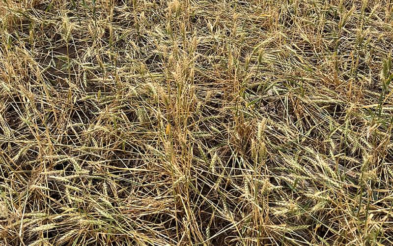 Maturing wheat field with lodged plants.