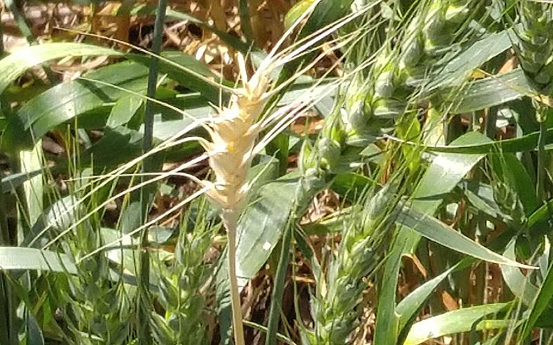 White wheat head on an otherwise green plant.