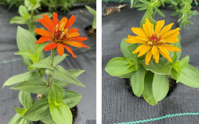 Orange and yellow zinnia flowers.