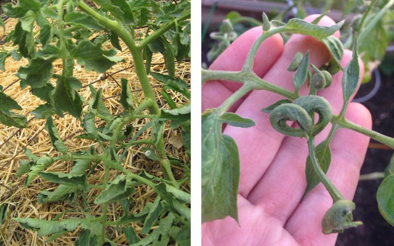 Left: Physiological leaf rolling. Right: C-shaped tomato leaves due to herbicide exposure.