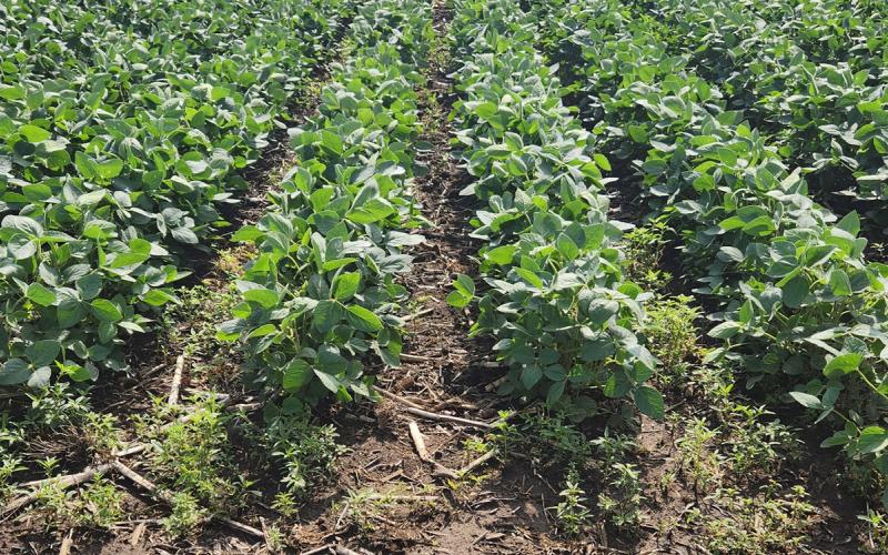 Green soybeans with a few green weeds throughout.