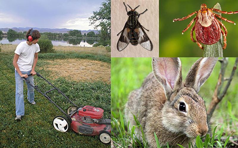 Photo montage of person mowing grass with a push mower, a horse fly, a rabbit, and a tick.