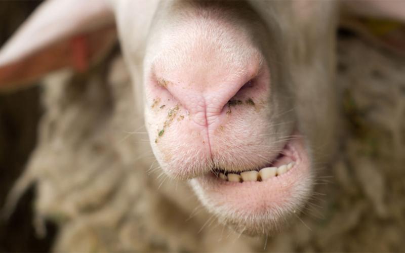 Close-up of a sheep’s nose, mouth, and teeth.