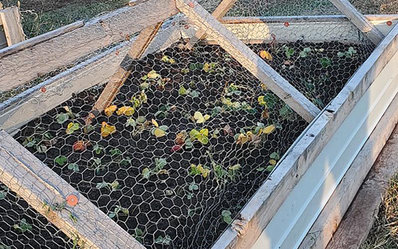 Wire cage over raised bed garden.
