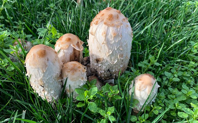 Cluster of white to tan mushrooms emerging on lawn.
