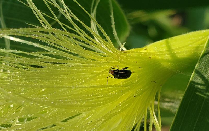 Corn silks with a beetle on them.