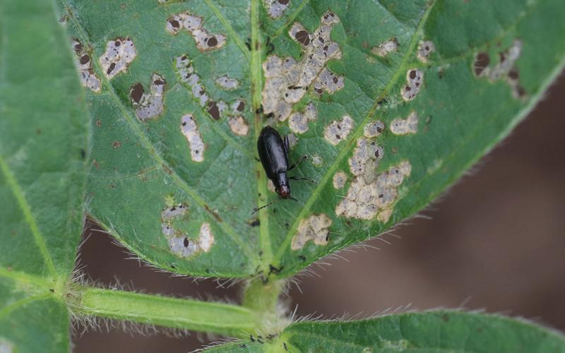 Green soybean leaf with small holes near the center and edges.