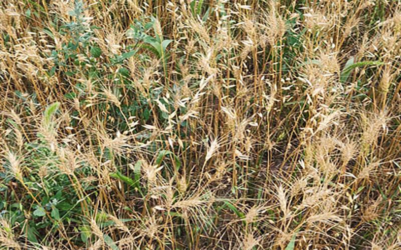 Yellow wheat field with green weeds throughout.