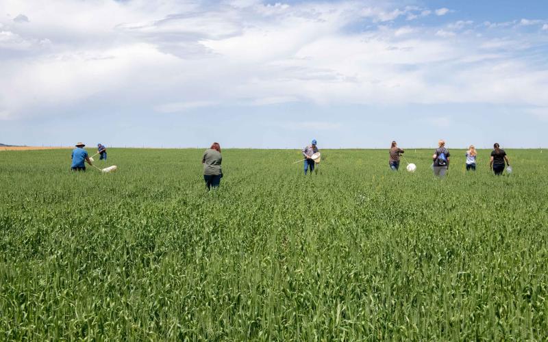West River Research Farm Field Day Seven people stand at a distance in a green field. The sky is blue with a large cloud stretching across most of the horizon