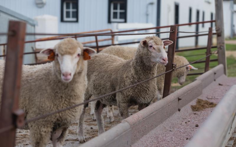 Sheep standing at feed bunk