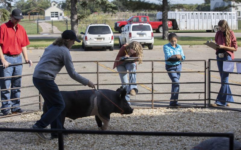 Youth judging swing during the State 4-H Livestock Judging contest