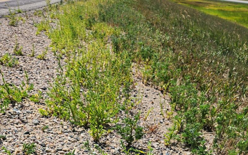 Common ragweed and kochia growing along a road ditch.