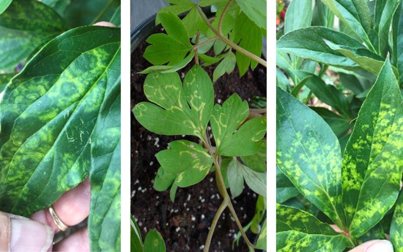 Three plants with tobacco rattle virus symptoms.