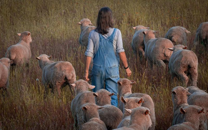 Sheep producer moving a flock at pasture.