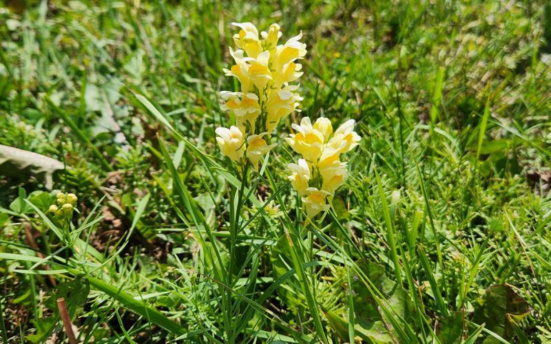 Yellow toadflax in the reproductive-flowering stage.
