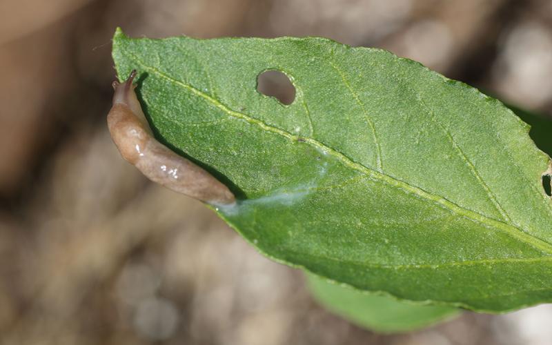 Brown slug on a green leaf leaving behind a whitish trail of slime.