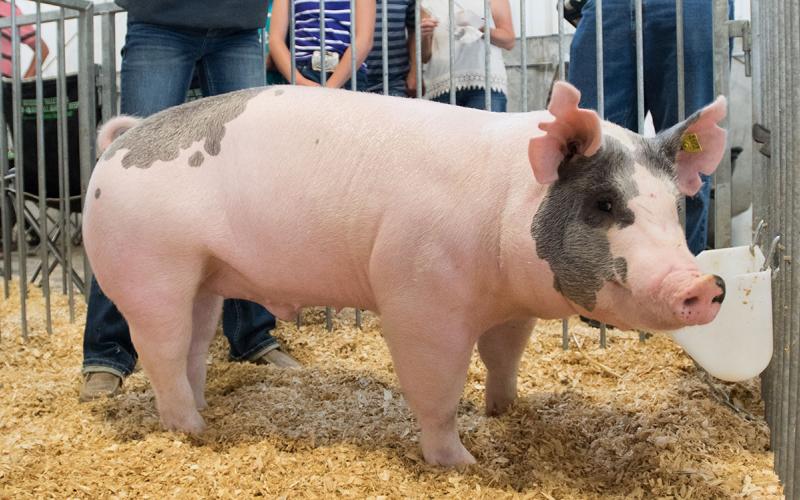 Show pig at State Fair.