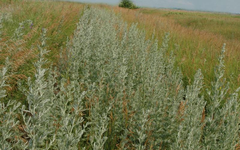 Absinth wormwood growing in a field.
