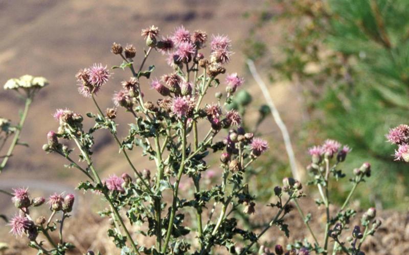 Canada thistle growing along field’s edge.
