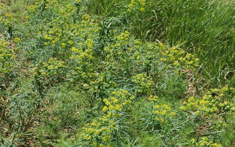 Leafy spurge growing along the edge of a field.