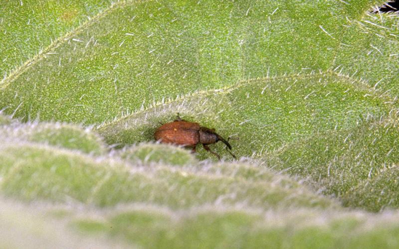 Red sunflower seed weevil adult.