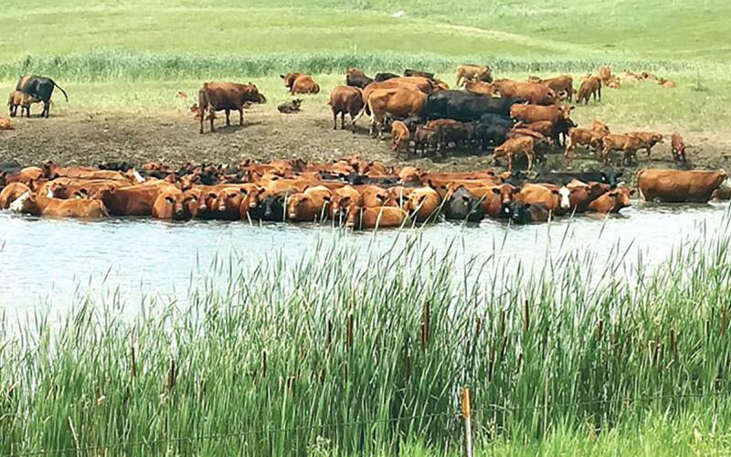Group of mixed cattle cooling off in a stock pond.