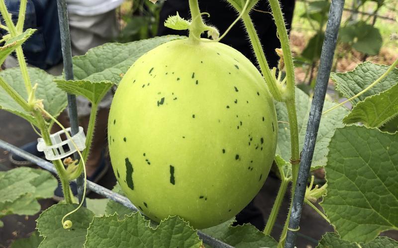 a green melon hangs on a trellis